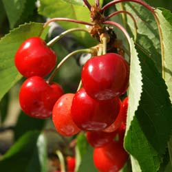 Prunus cerasus Coeur de pigeon